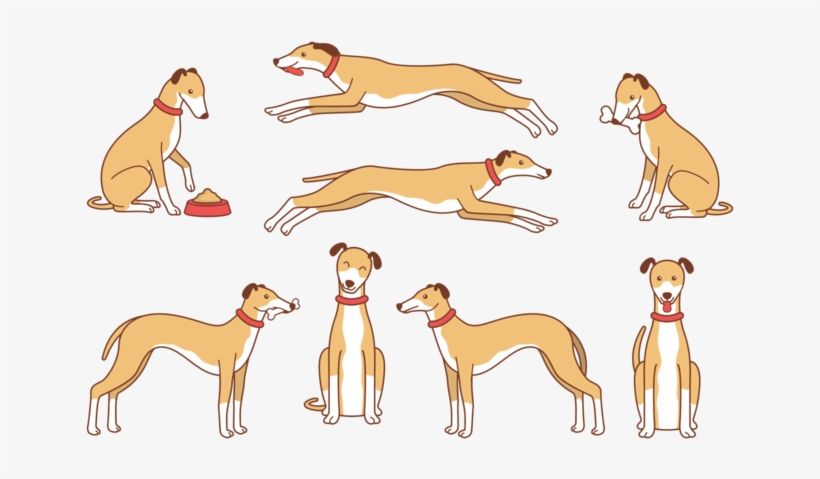 Whippet Cartoon Vector - Dog, transparent png