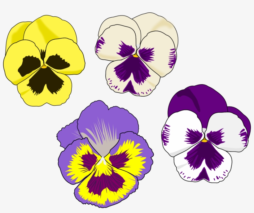 Violet Family, Pansy, Viola, Violet, Flowering Plant, - Pansy Flower Clip Art, transparent png