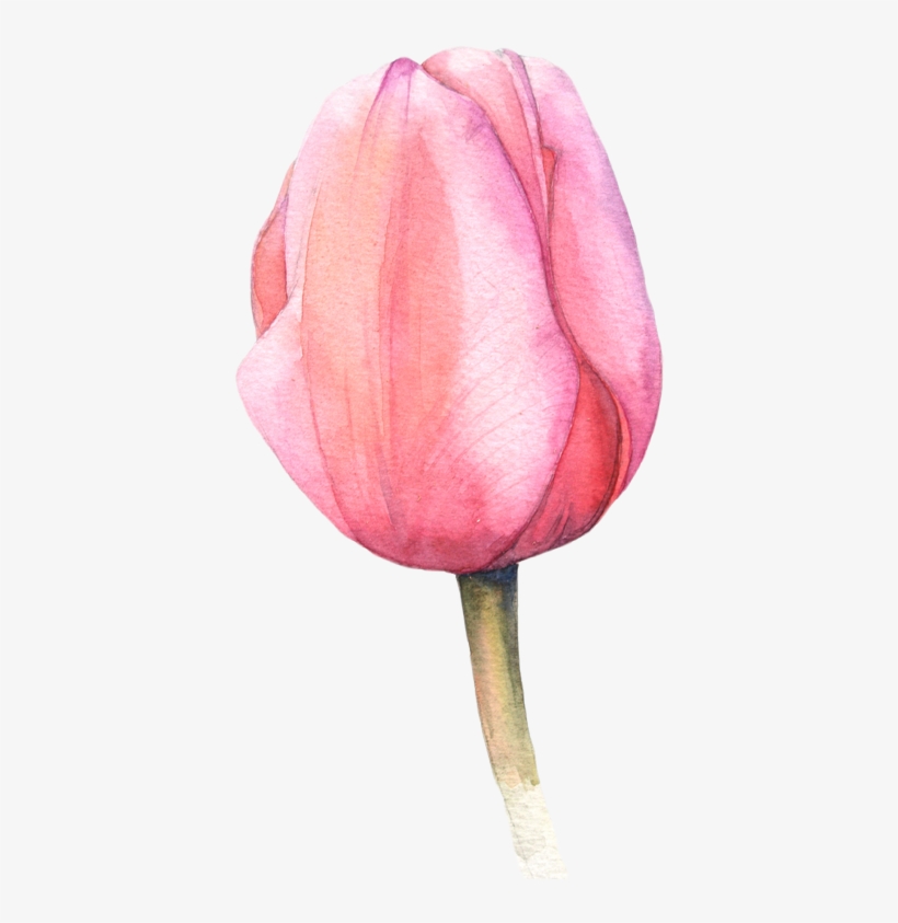 Watercolor Tulips More - Acuarela Tulipan Png, transparent png