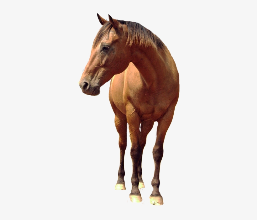 Download Amazing High-quality Latest Png Images Transparent - Horse Png, transparent png