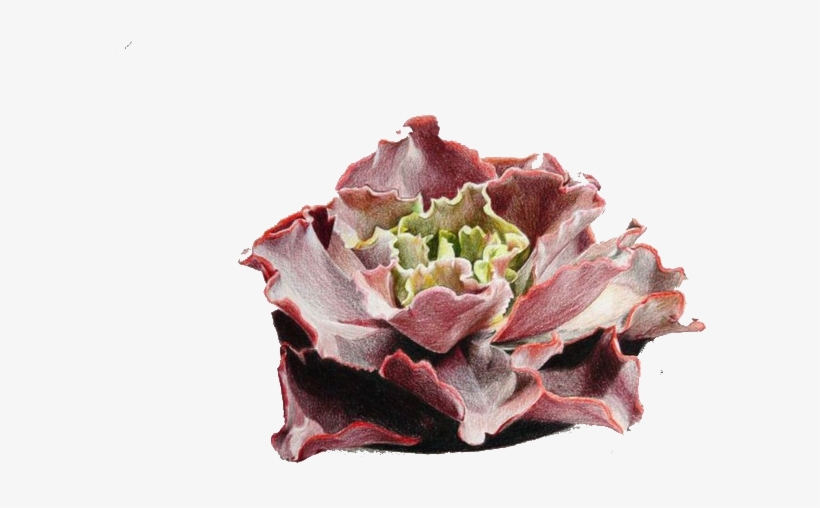 Colored Pencil Drawing Watercolor Painting Illustration - Drawing, transparent png