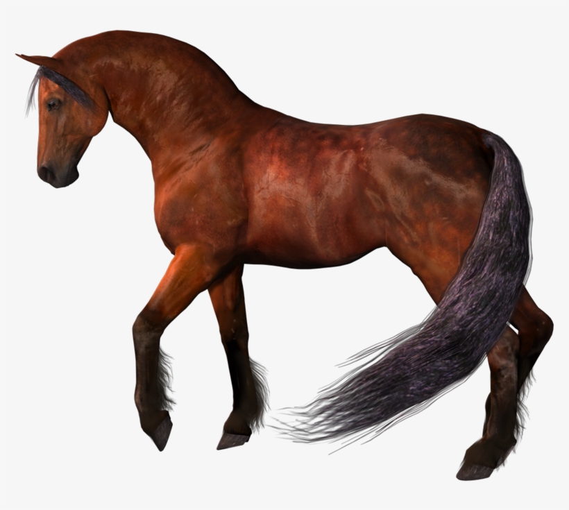 Brown Horse Png - Horse, transparent png
