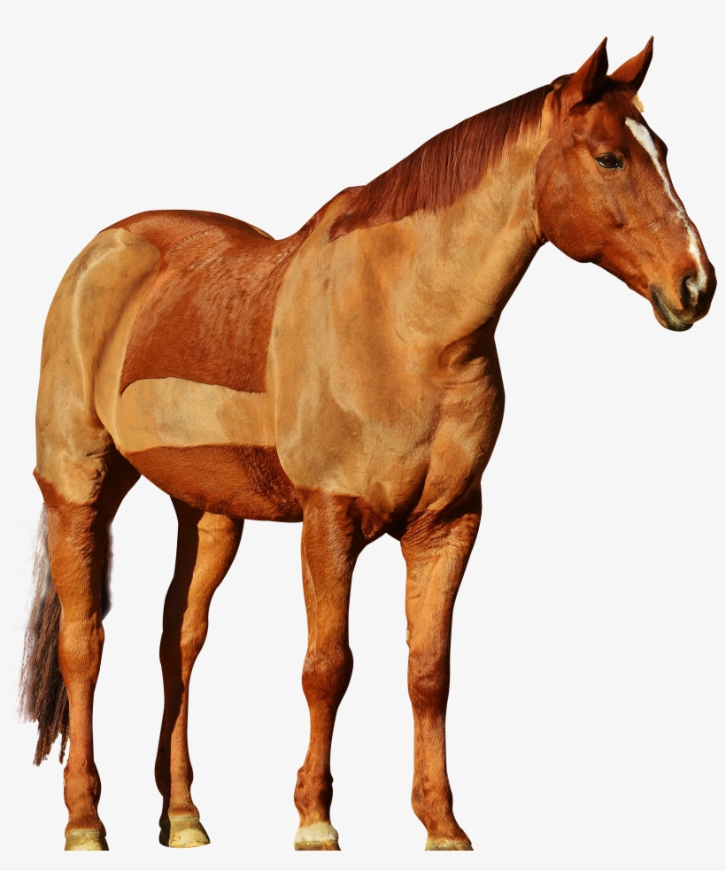 Cowboy On Horse Png Svg Black And White - Png Images Of Horse, transparent png