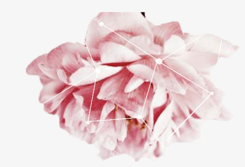 Tumblr Transparents Google Search Png Pinterest Texting - Craftsbyalexseger Nature Plugs (6g-7/8" And Stud Earrings, transparent png