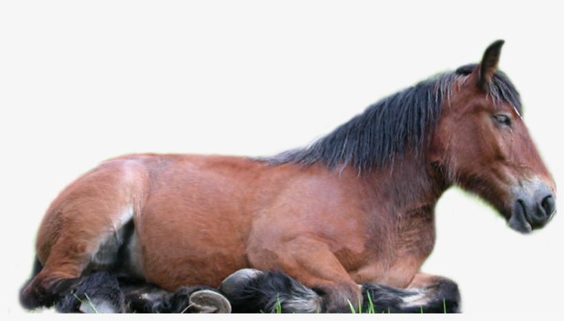 Horse Png - De Chevaux, transparent png