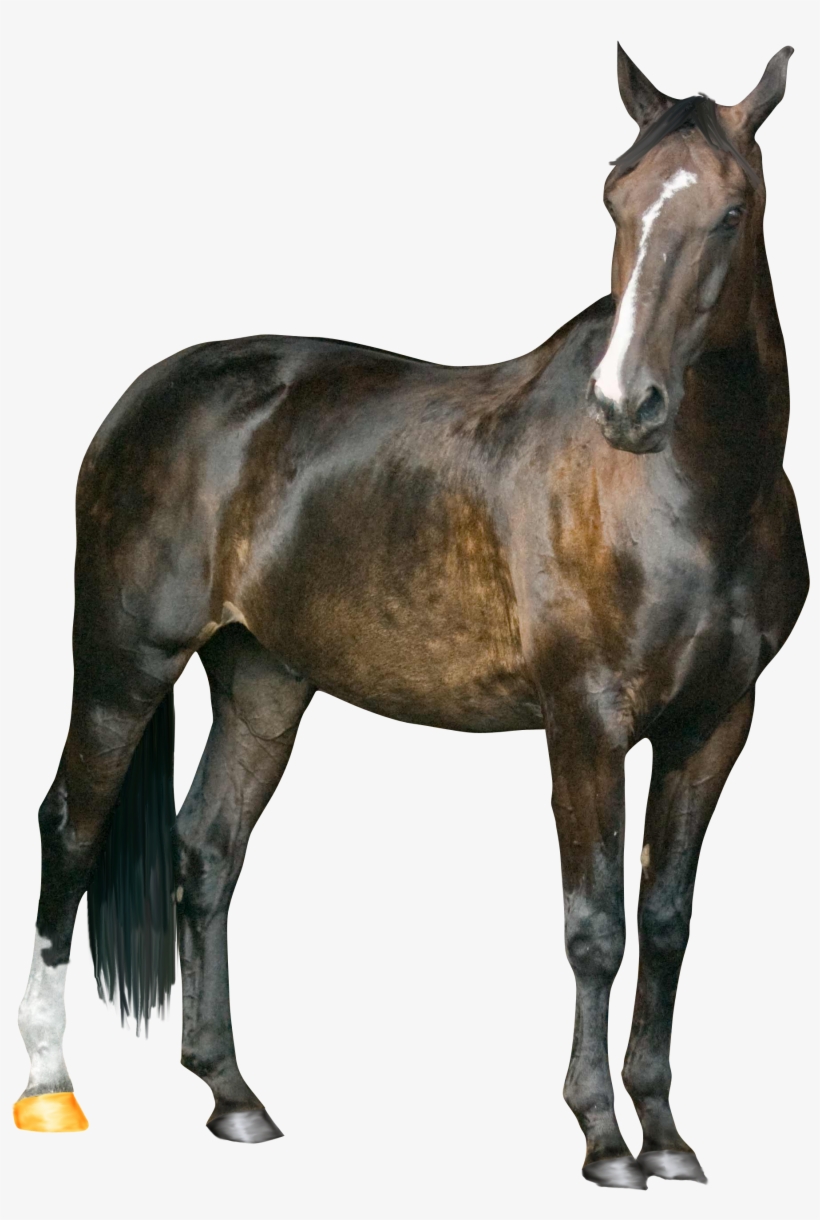 Horse Png Image Png Image, transparent png