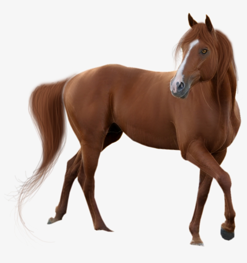 Horse Transparent Background - Horse Png, transparent png
