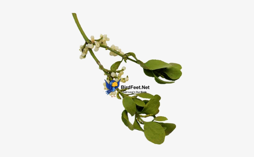 Mistletoe Is Often Planted By Wild Birds, You Can Grow - Birdfeet.net, transparent png