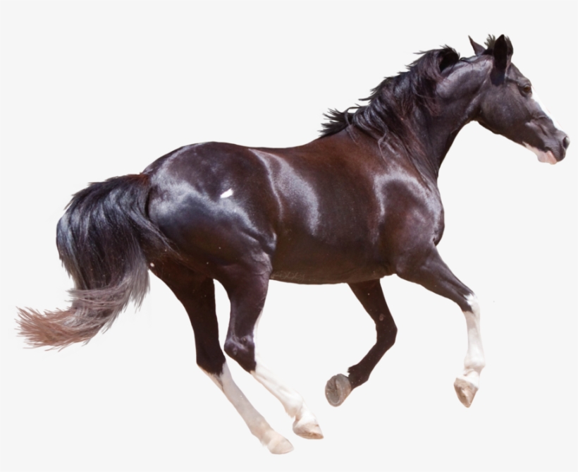 Horse Png High-quality Image - Horse Hd Images Png, transparent png