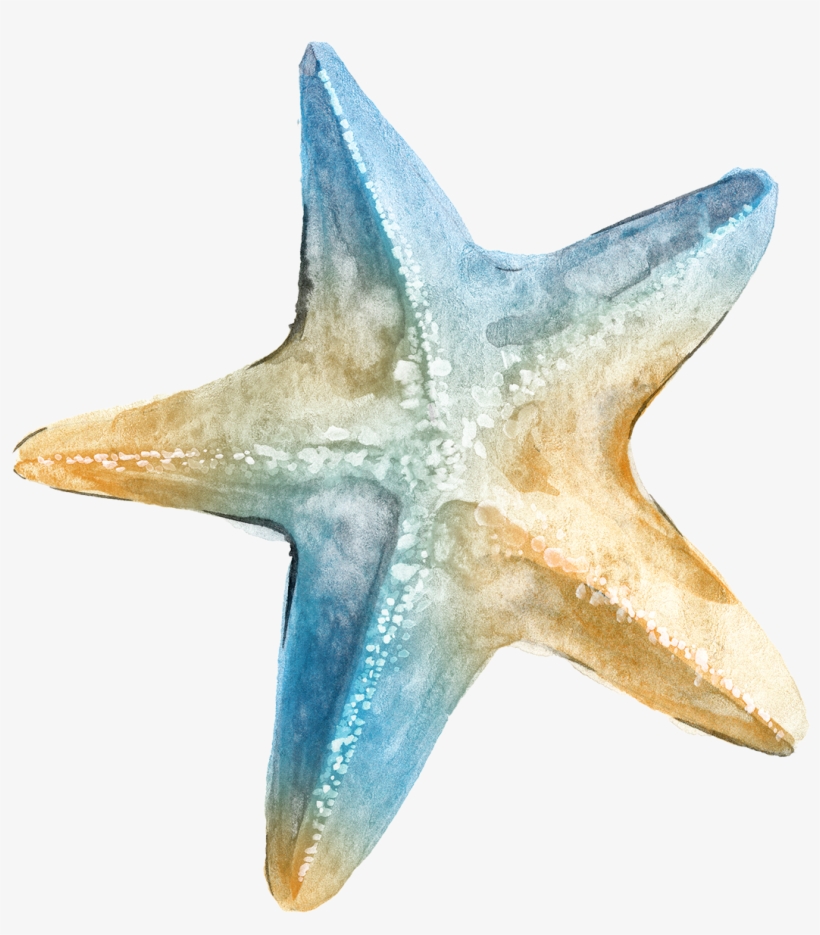 Logo Ta Clip Art - Transparent Background Sea Star Png, transparent png