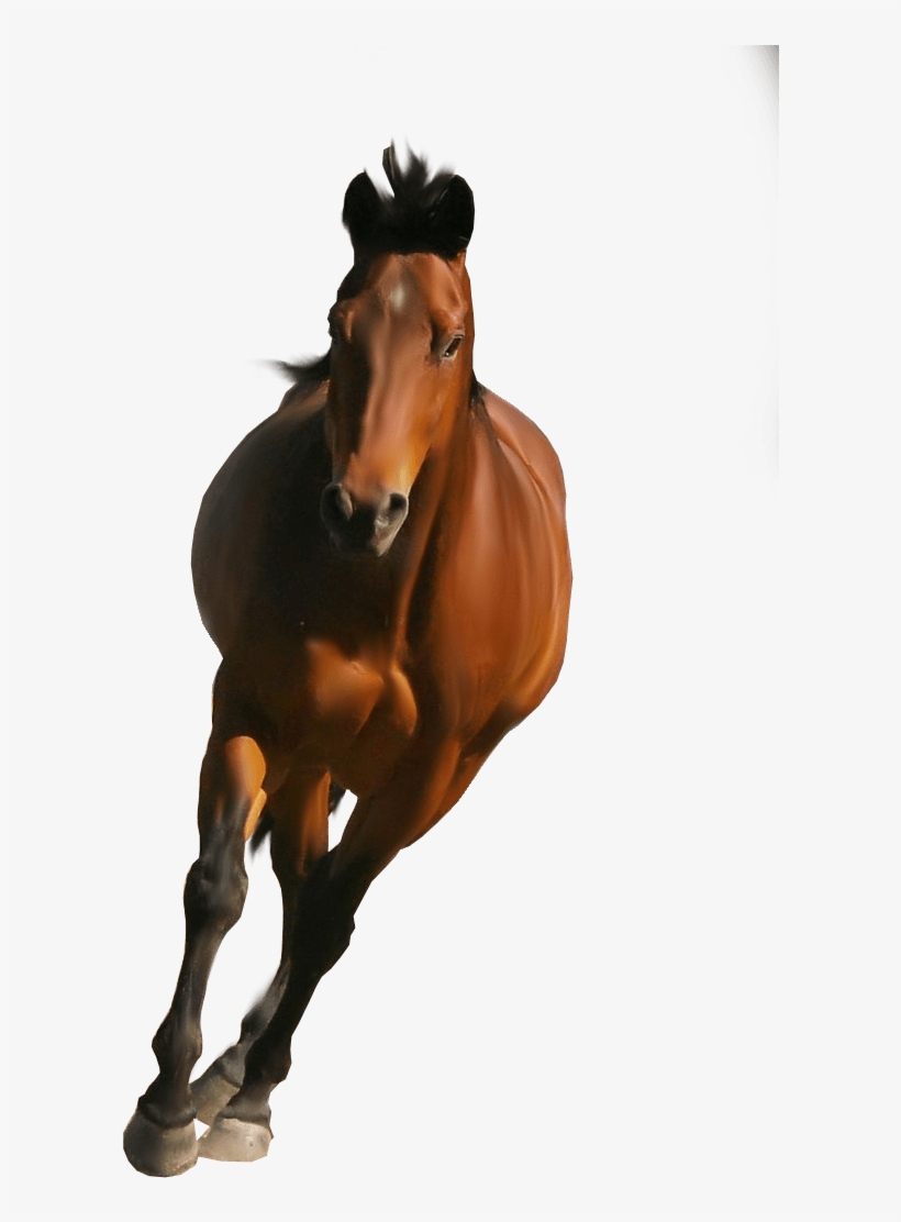Horse Front - Horse Png Images Hd, transparent png