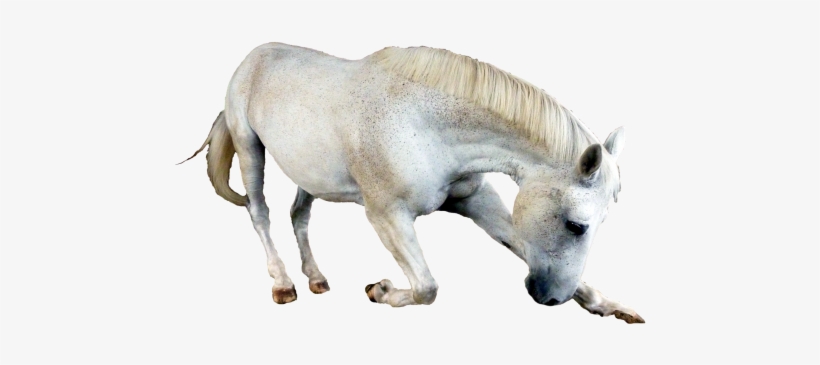 Horse Png Transparent Image - Horse, transparent png