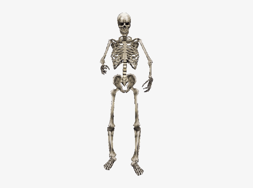 Skeleton Mw - Skeleton Png, transparent png