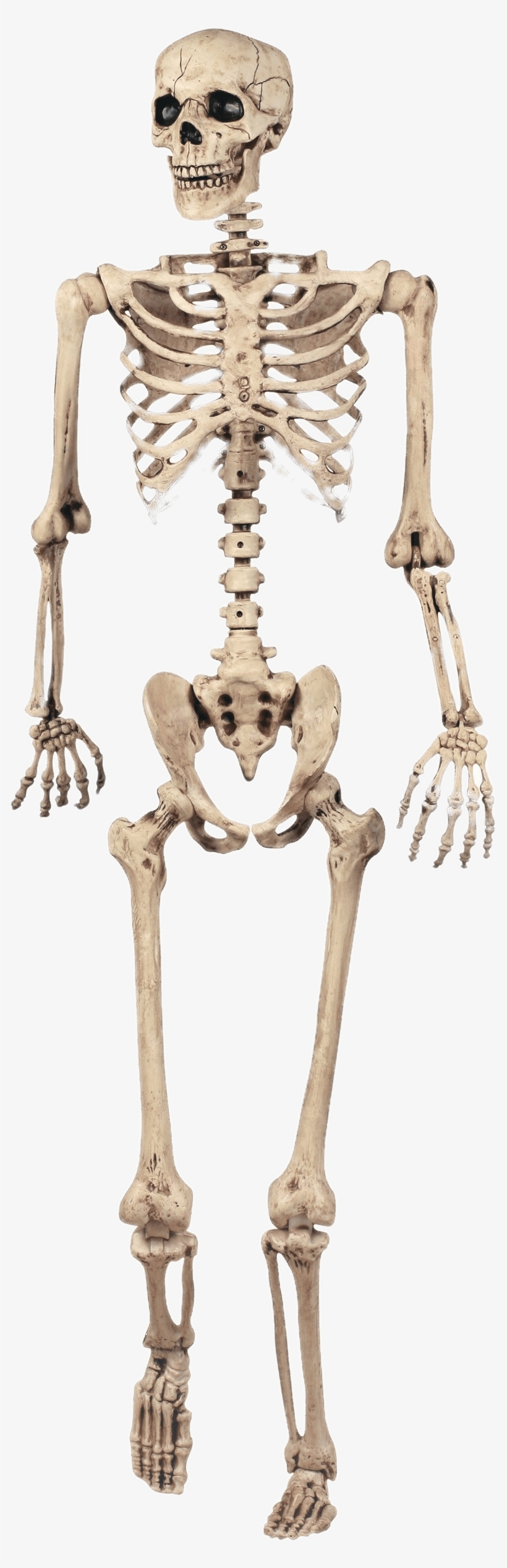 Download - Grade 5 Skeletal System, transparent png
