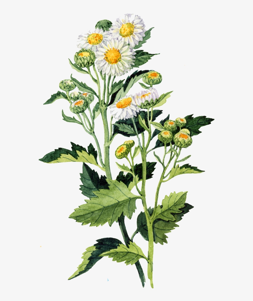 Watercolour Flowers Watercolor Painting Chrysanthemum - Watercolour Daisy Png, transparent png