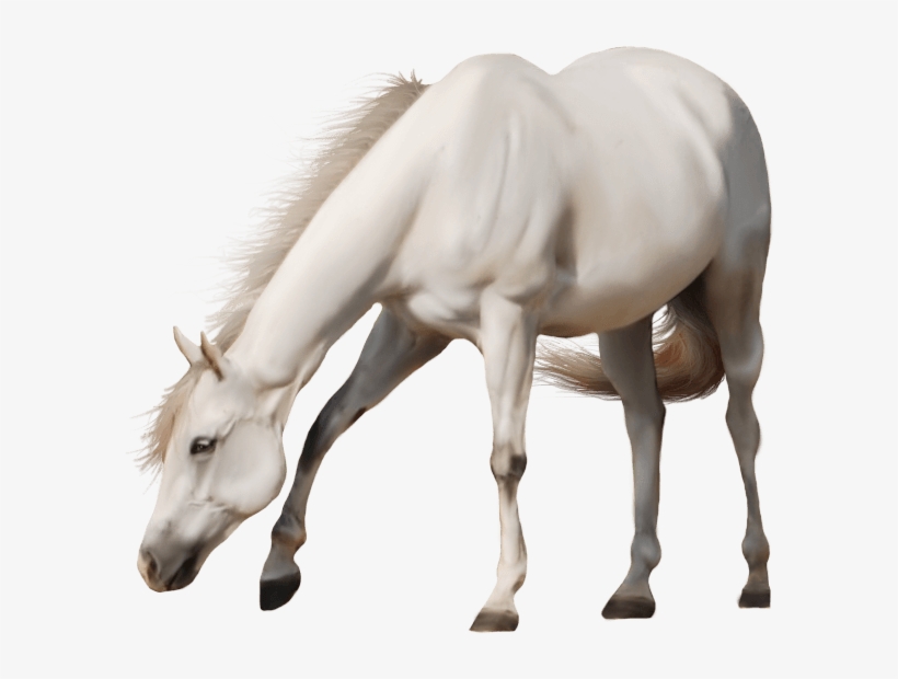Beautiful White Horse - Free Transparent Background Horse, transparent png