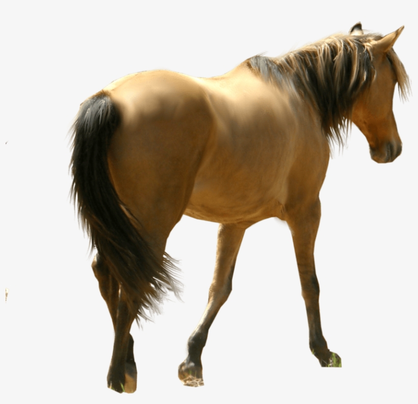 Horses Png No Background, transparent png