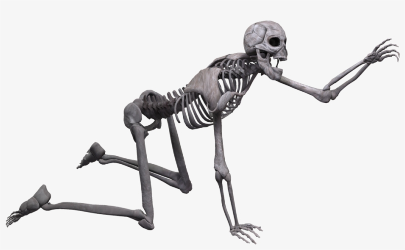 Skeleton Png, transparent png