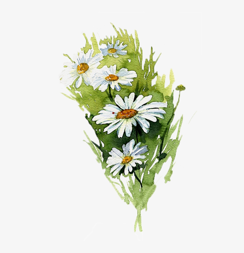 Banner Free Download Painting Common Illustration Hand - Margaritas Pintadas En Acuarela, transparent png