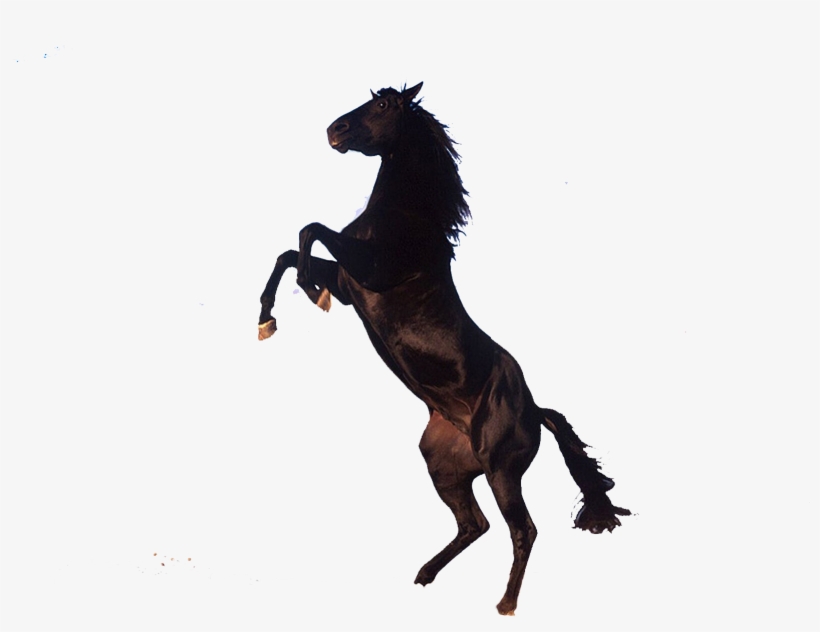 Png Transparent See-through Background - Horse On Its Back Legs, transparent png
