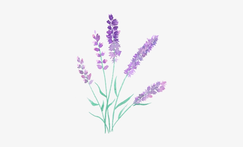 Sprigs Lavender2-4 - Watercolor Painting, transparent png