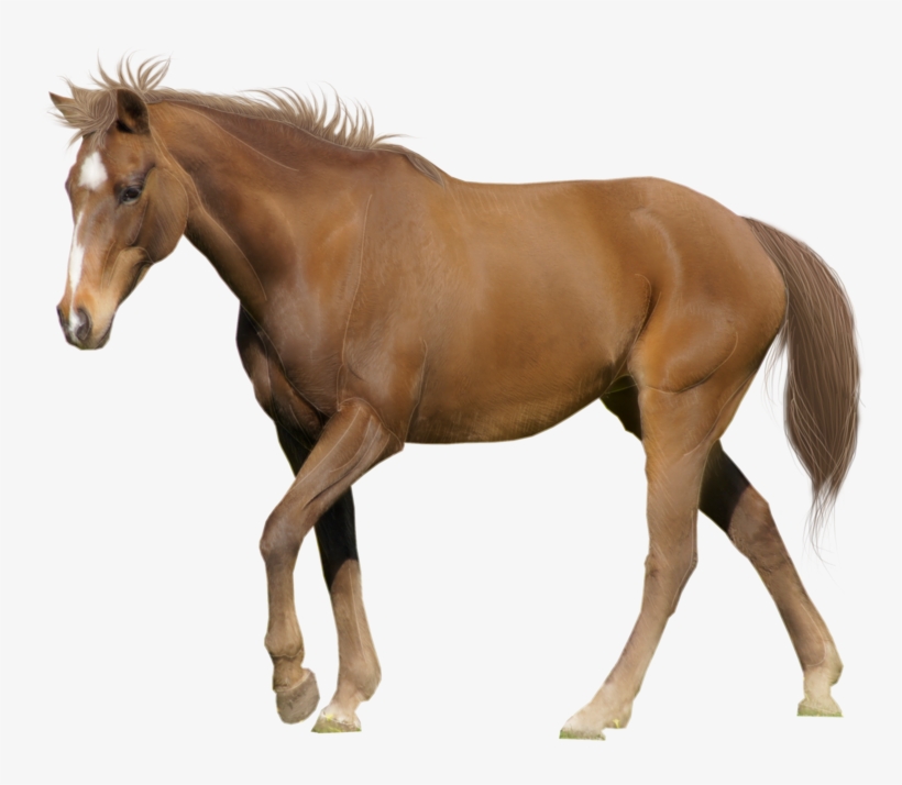 Download - Horse Transparent Background - 900x676 PNG Download - PNGkit
