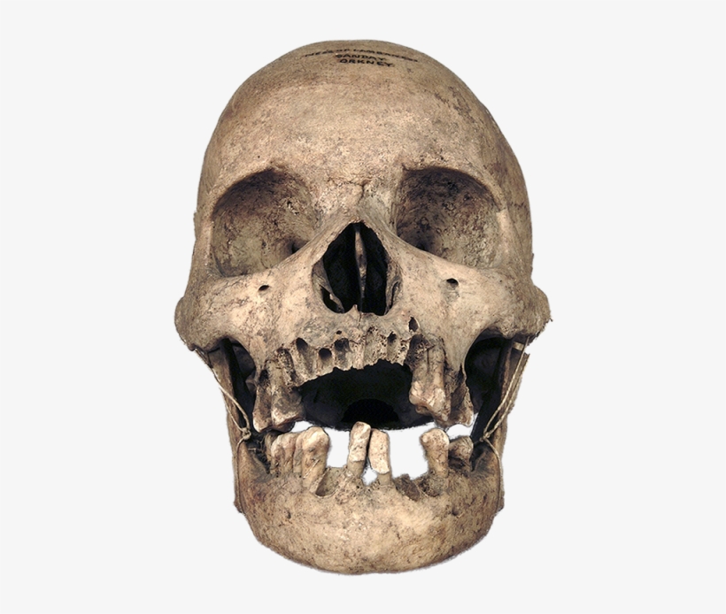 Real Skull, Calavera, Craneo, Skull Png And Psd - Real Skull, transparent png