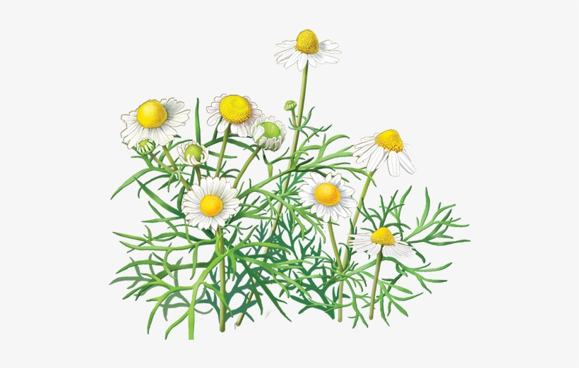 Clip Freeuse Collection Of Free Clipart Transparent - Alvita - Organic Chamomile Tea Caffeine Free - 24 Tea, transparent png