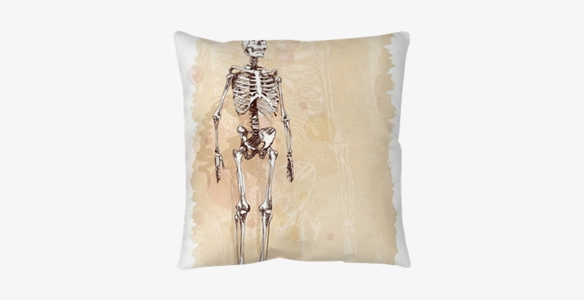 Skeleton Sketch & Watercolor Vintage Background Throw - Watercolor Painting, transparent png