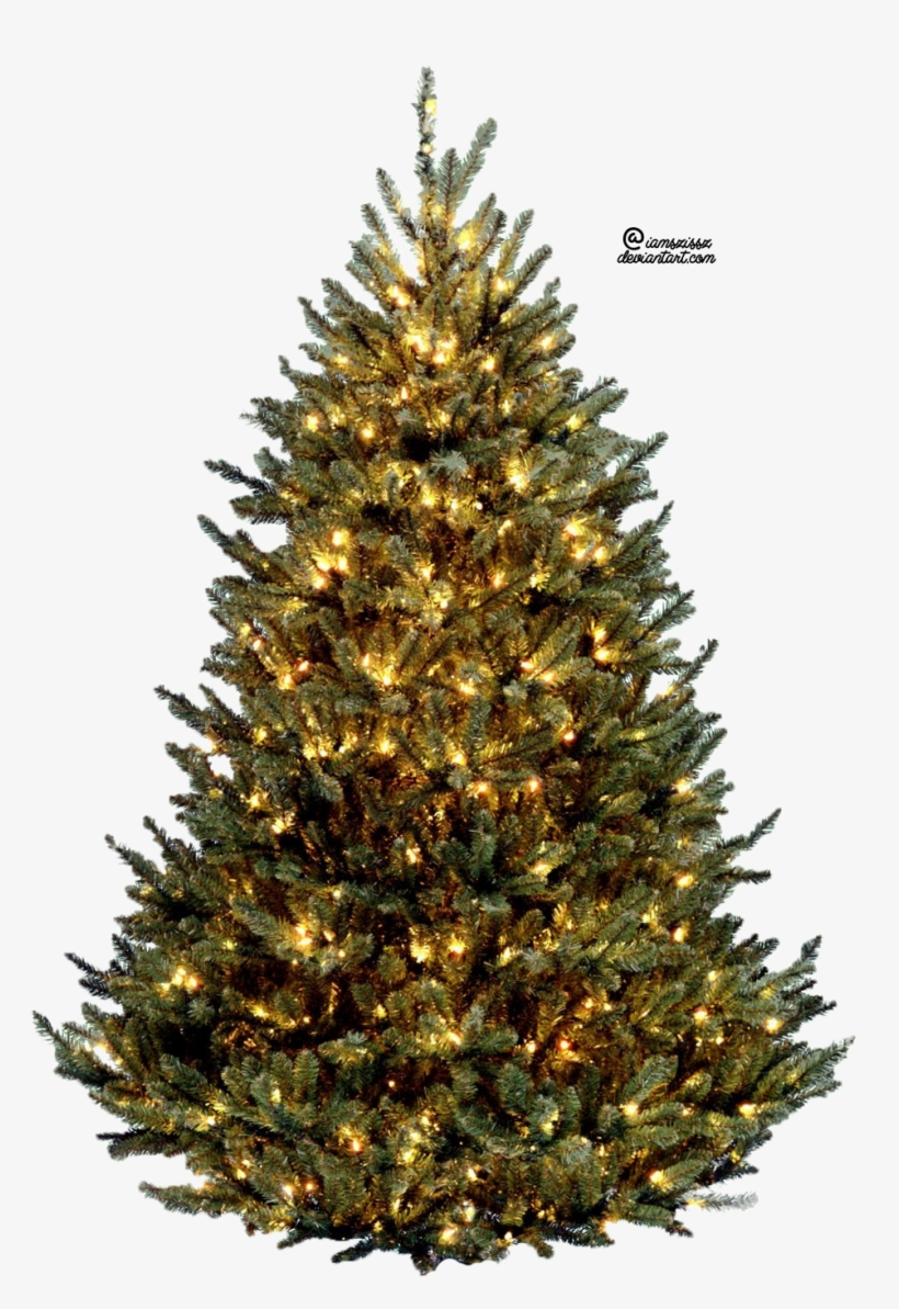 Christmas Tree Free Png Image - Real Christmas Tree Png, transparent png