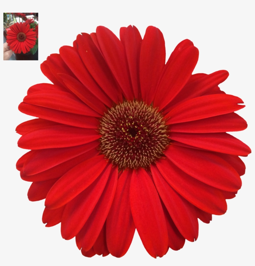 Daisy Png Photos - Margaritas De Colores Png, transparent png
