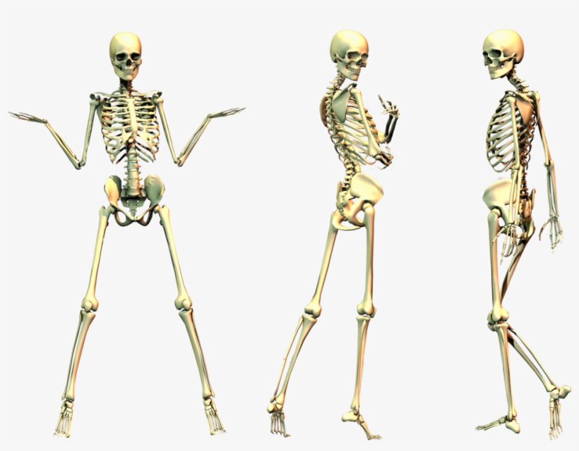 Free Icons Png - Bones Transparent, transparent png