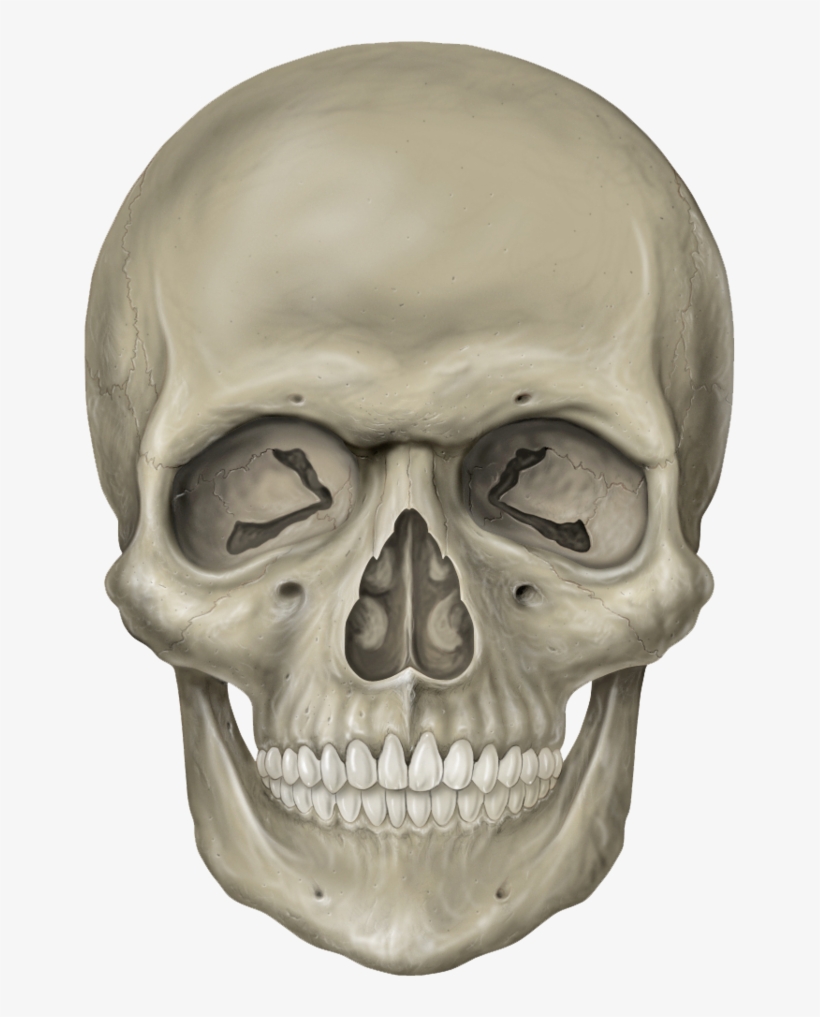 Skeleton Head Free Download Png - Skeleton Head Png, transparent png