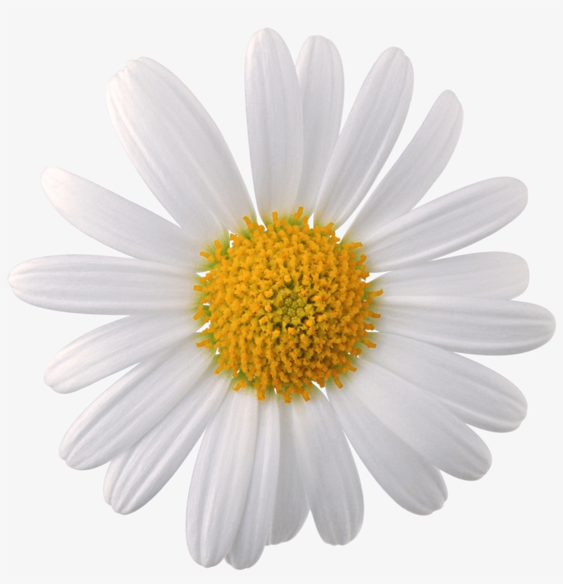 Daisy Flower Png Jpg Transparent Download - Camomile Png, transparent png