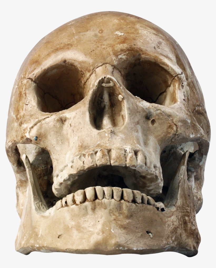 Skull Png Transparent Image - Png Skull, transparent png