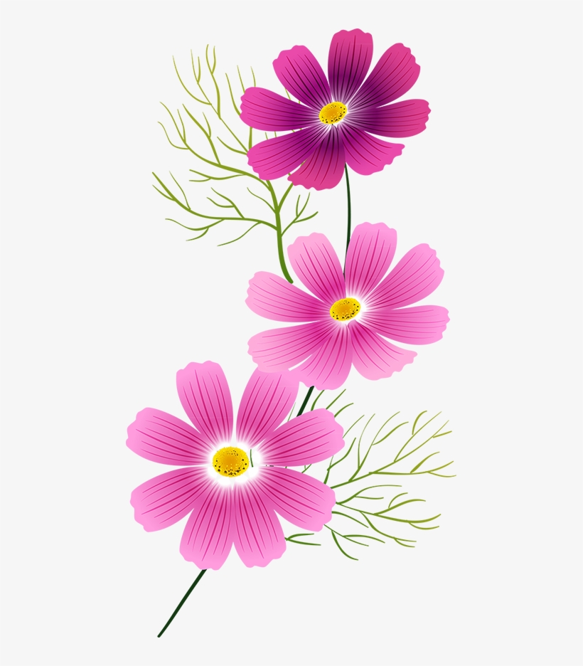 Tubes Fleurs - Cosmos Flower Art Clip, transparent png