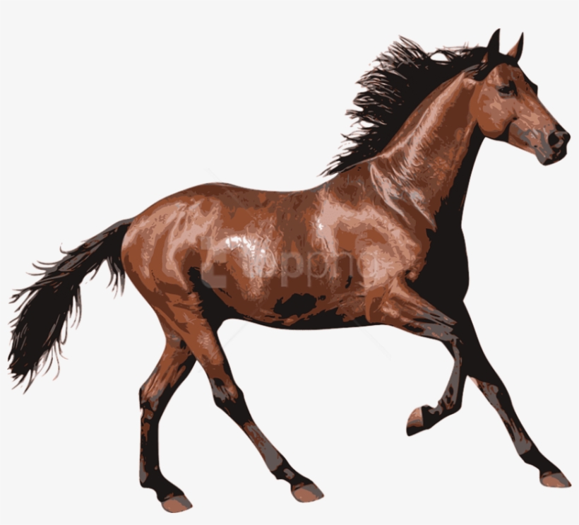 Brown Race Horse - Horse Transparent, transparent png