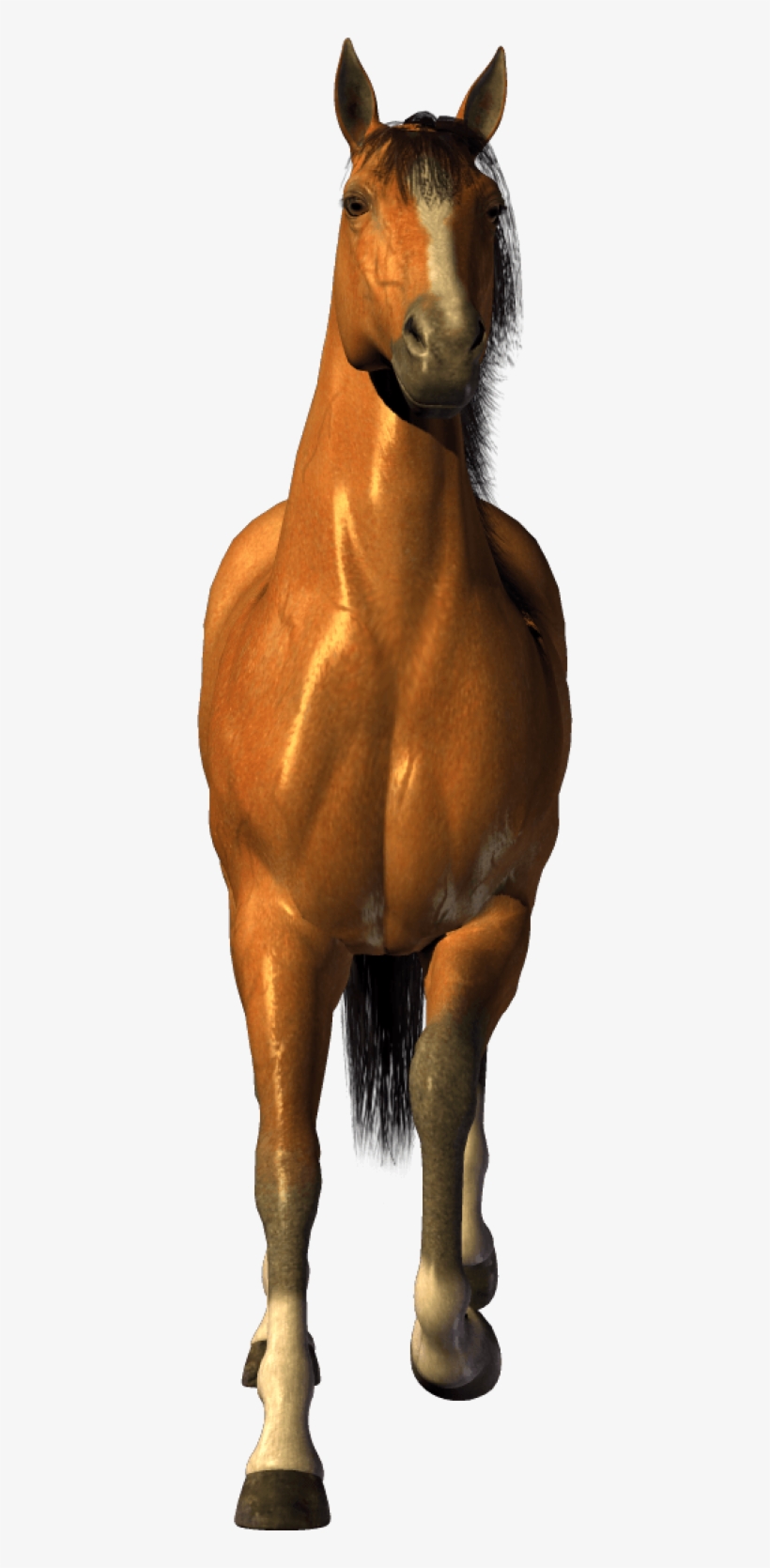 Best Free Horse Png Picture - Transparent Background Horse Png, transparent png