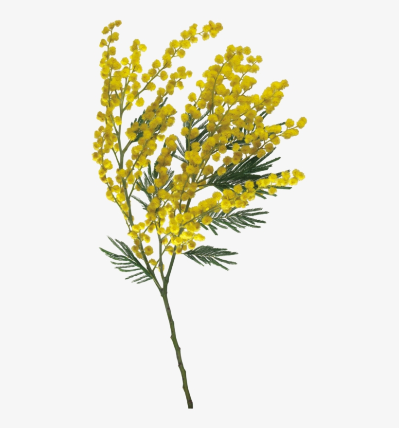 Goldenrod Drawing Watercolor Clip Art Freeuse Stock - Per La Festa Della Donna, transparent png