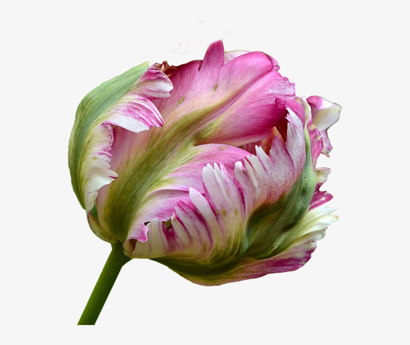Tulip-1978165 640 - Soft Pink Parrot Tulip Pink, transparent png