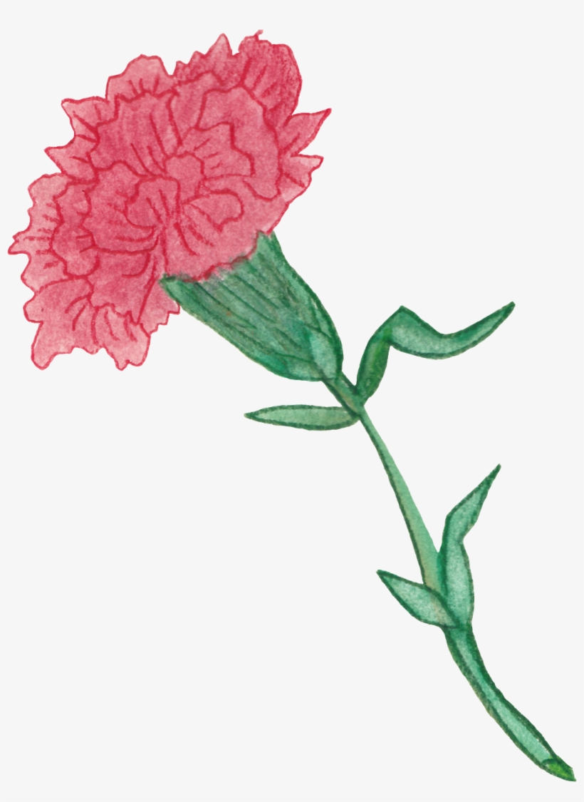 This Carnation Started With Watercolor And Then Finished - Drawing, transparent png