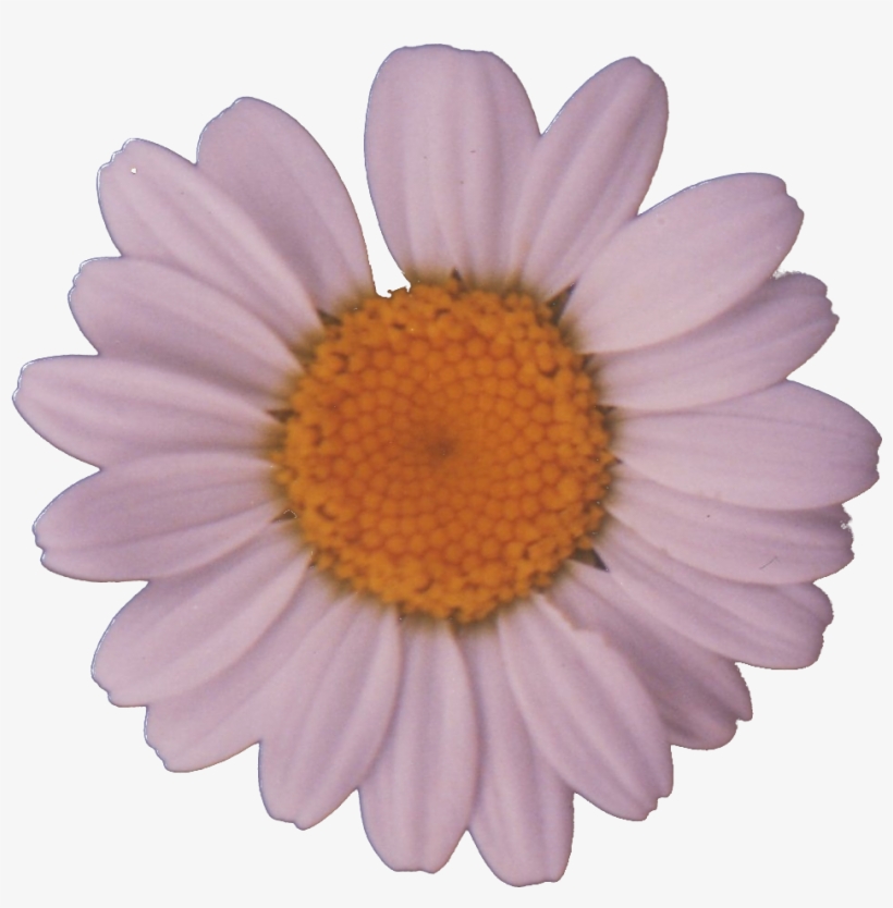 File - Daisy - Daisy Png, transparent png