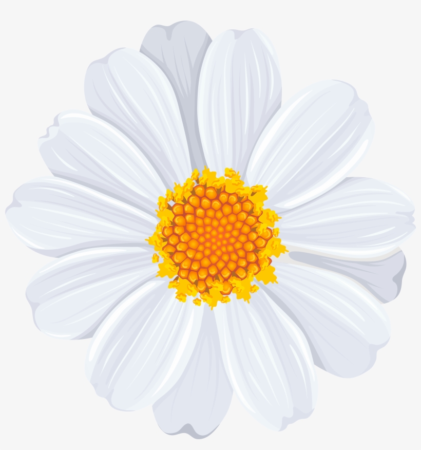 Daisy Png, transparent png