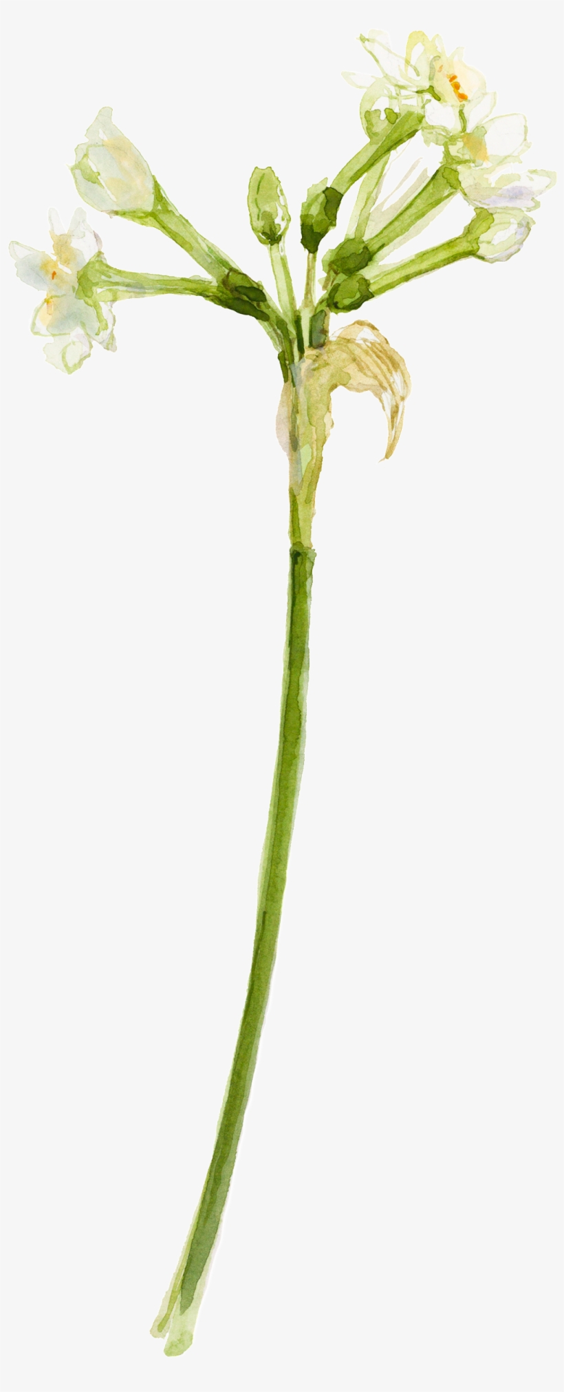 Elegant Watercolor Flowers Decorative Transparent - Chicory, transparent png