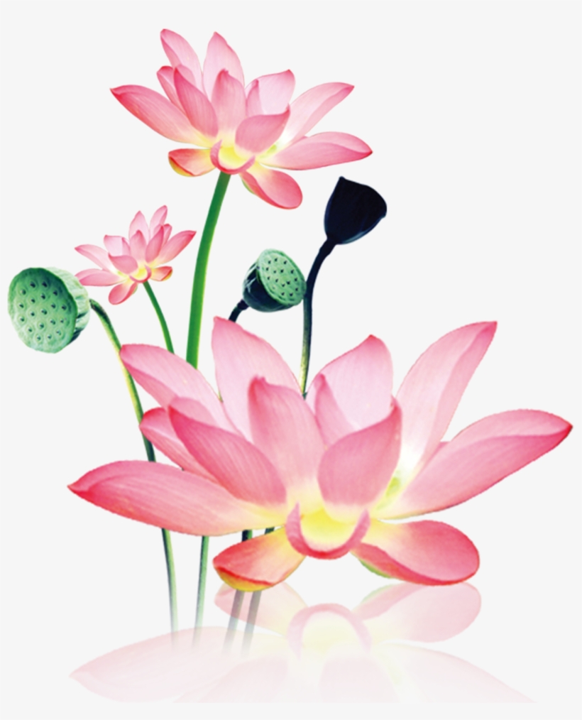 This Product Design Is Hand Painted Watercolor Lotus - Sacred Lotus, transparent png