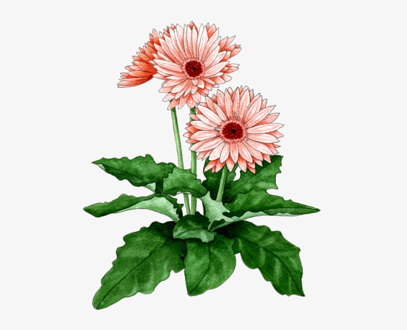 Gerbera Daisy - Chrysanthemum, transparent png