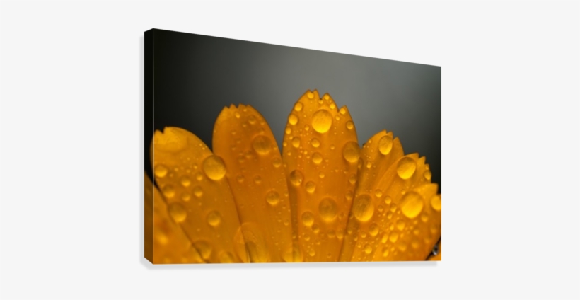 Close Up Of Water Droplets On Orange Flower Petals - Posterazzi Close Up Of Water Droplets On Orange Flower, transparent png