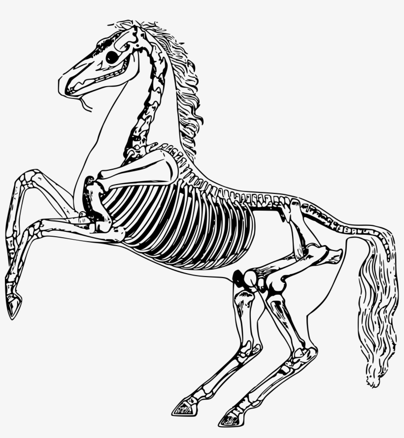 Horse Skeleton Png - Horse Skeleton Drawing, transparent png