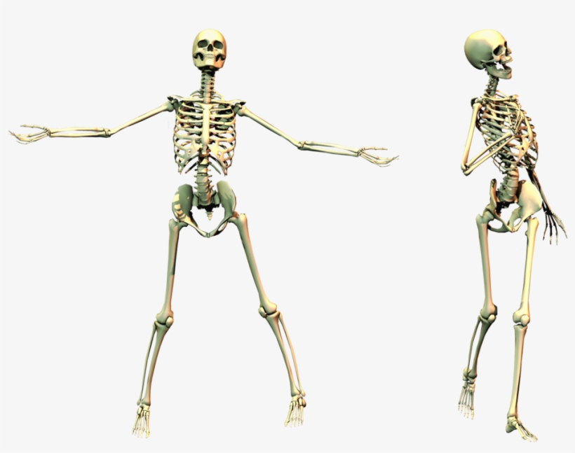 Skeleton Png, transparent png