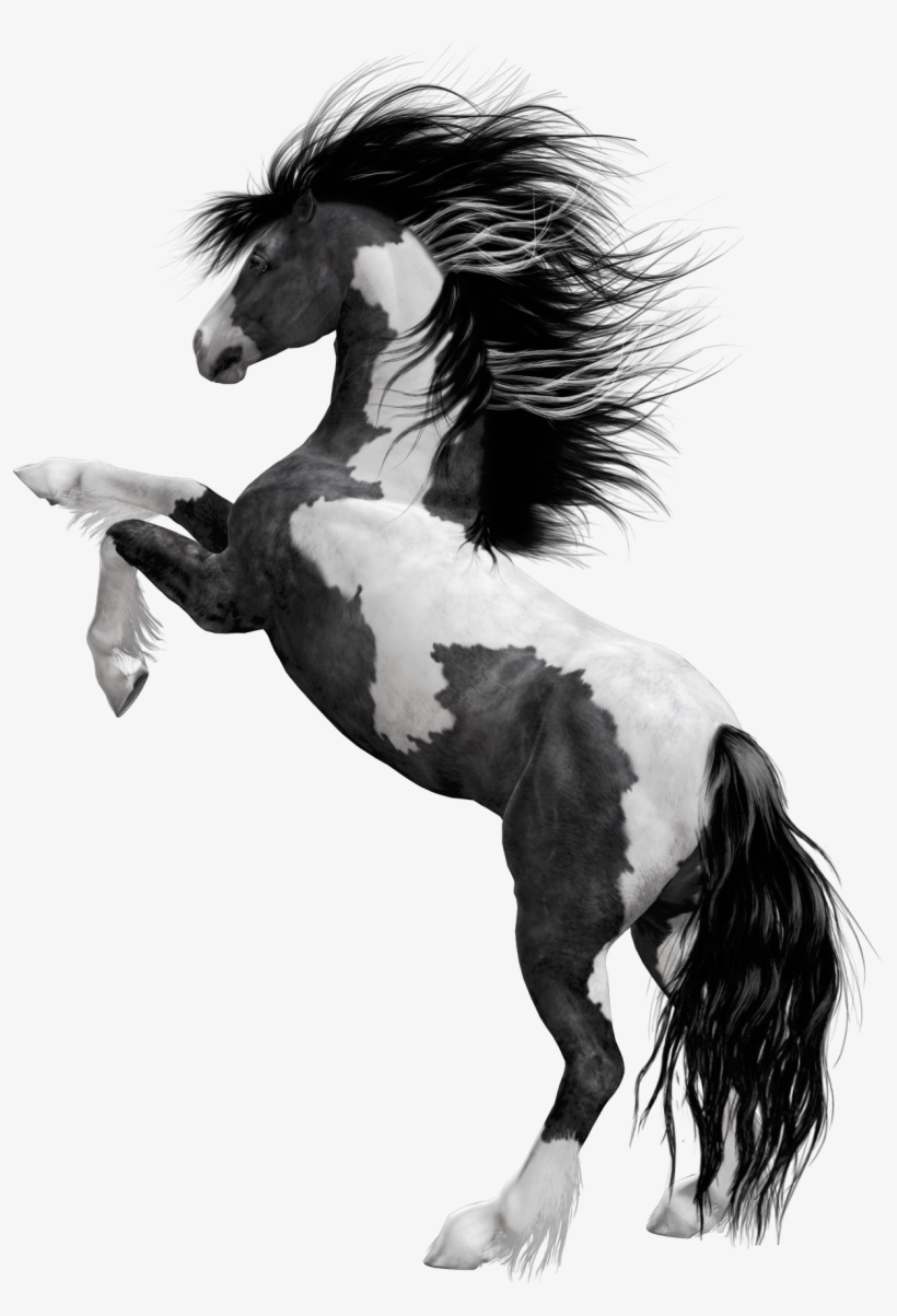 Black Horse Png Hd, transparent png